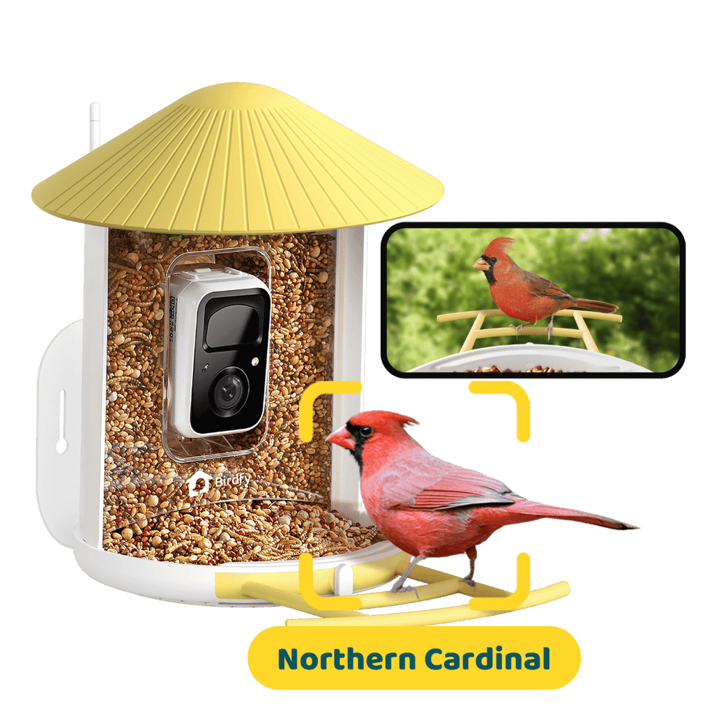 Birdfy Feeder - AI-Powered Smart Bird Feeder with Camera
