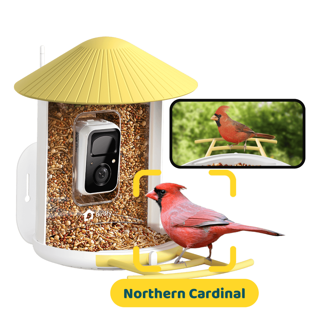 Birdfy Feeder - AI-Powered Smart Bird Feeder with Camera