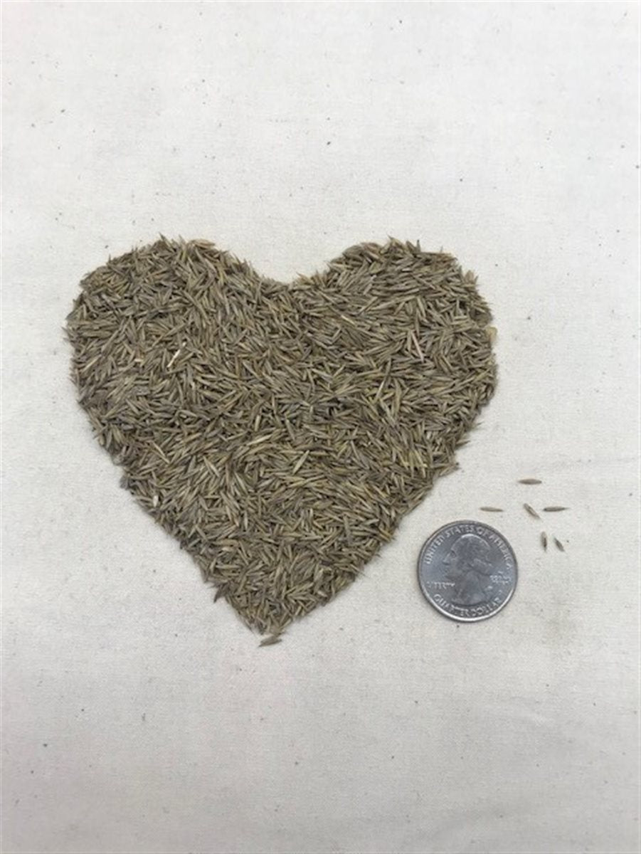 EcoSeed - The No Maintenance Lawn