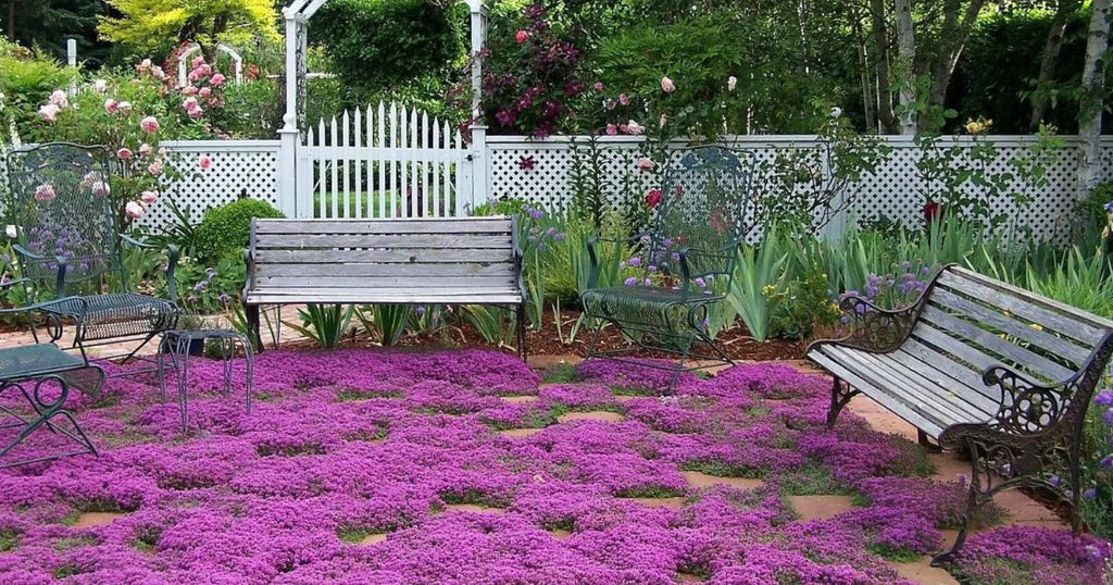 Thyme for a Change - Red Creeping Thyme Seed