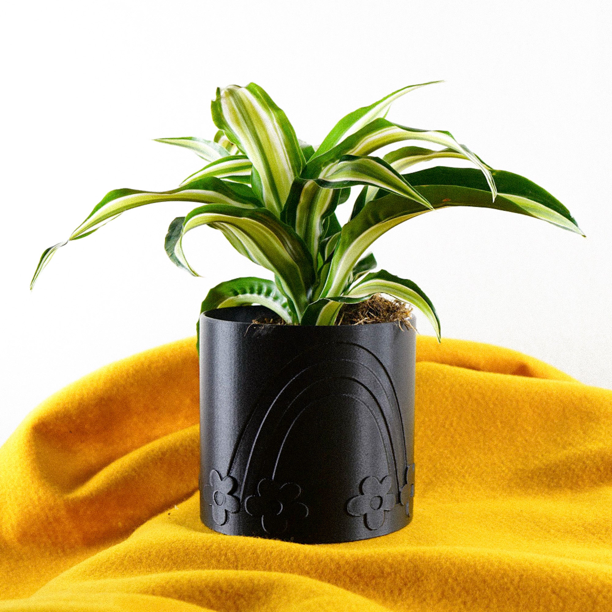 Daisy Rainbow Planter